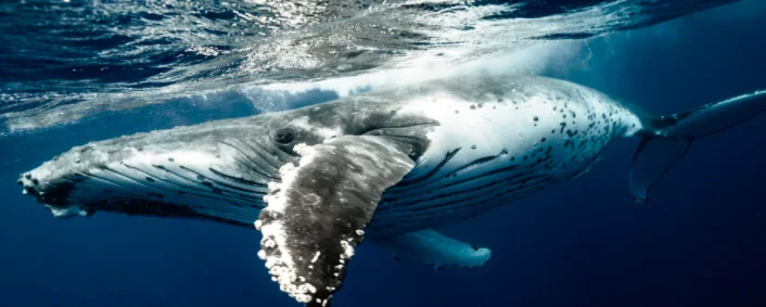 Orca bianca, esemplare unico